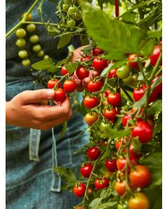 Super Sweet 100 Hybrid