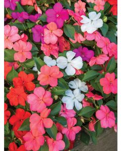 Beacon Paradise Hybrid Mix