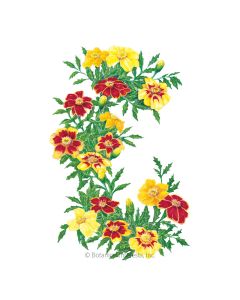 Favorite Blend French