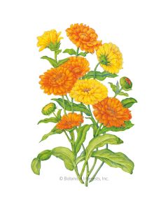 Pacific Beauty Blend