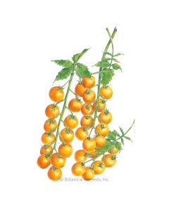 Sun Gold Cherry