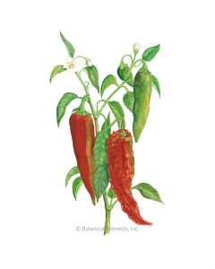 Anaheim Chile NuMex Joe E. Parker