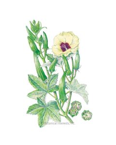 Clemson Spineless 80